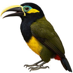 Yellow-Eared Toucanet